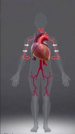 How Blood Circulates in the Human Body (Step-by-Step) | Pulmonary & Systemic Circulation Explained