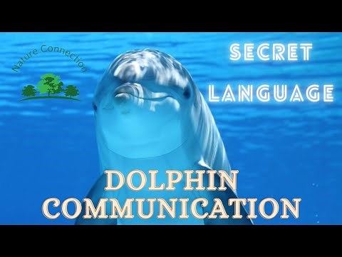 The Secret Language of Dolphins | How Dolphins Communicate | Nature Connection