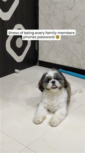 #shih tzu #pets #puppy #cute#funny#simba#shorts