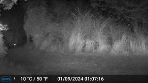 AWESOME FOOTAGE IN THE WILD As you know, it has been an incredibly busy couple of months with so much news and you have supported us all the way. We now have cameras set across vast areas of the Highlands and we can tell from your excited comments, that you have enjoyed seeing the stream of beautiful wildcat footage as much as we have. Our cameras can be set in remote areas for up to 6 months and we just had to show you this clip which was captured on a very remote forest track. As you all know,