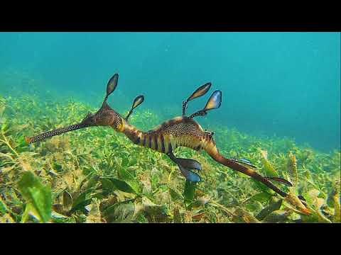 Facts: The Weedy Seadragon