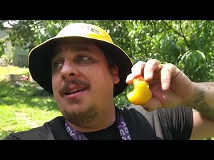 MY FRUIT TREES MIGHT HAVE KILLED THEMSELVES!!!