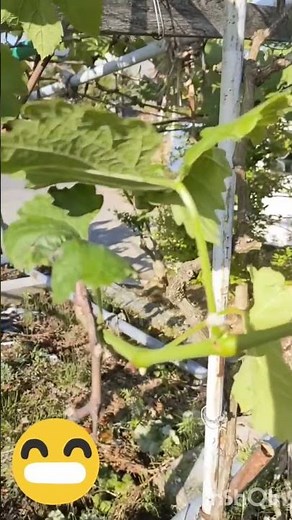 ぶどう黒痘病は、ブドウの葉、新梢、果実などに黒褐色の病斑を生じる、糸状菌（カビ）が原因の病気です。病斑は初期には黒い斑点ですが、次第に