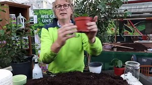 Wie kann ich mein #ficusbenjamina #vermehren 😊ganz einfach durch #stecklinge | Pflanzenarzt