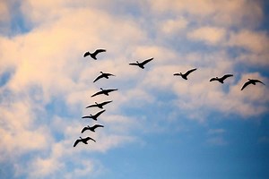 Birds That Can Sleep and Fly At the Same Time