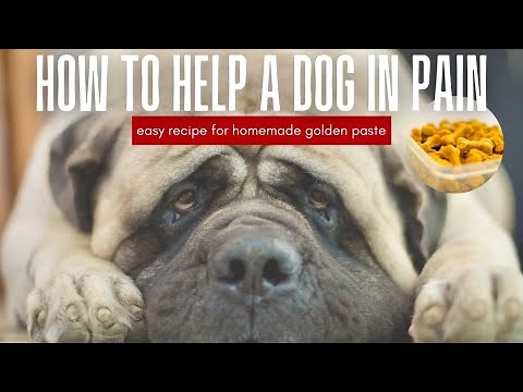 Golden Paste For Dogs | How To Make Homemade Turmeric Paste For Natural Pain Relief | EASY RECIPE