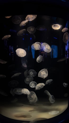 barbieshibihhhhh (@rahhh_rahhh1)’s videos with original sound - arend