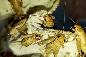 Fishing DIY: Bait-Keeping Stations at Home - Game & Fish