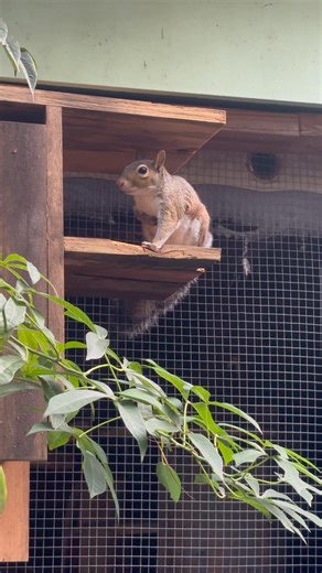 6.5K views · 358 reactions | Toesies decided to move into the nesting box meant for Artie’s release. She’s on her third box. Clear signs babies are now actively nursing. When she hears the back door open she runs across the roof and stands at the back door as well lol | Secret Squirrel Wildlife Rehabilitation | Facebook