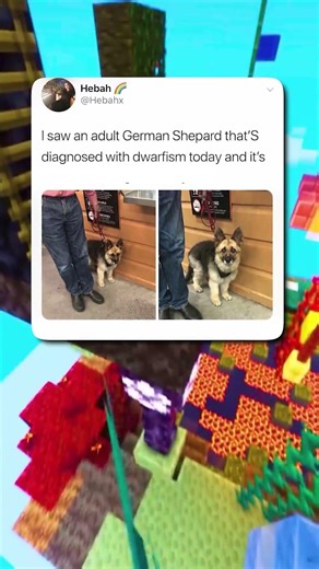 Smallest German Shepherd 🐕✨