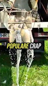 🎣 850 kg de crap eliberați la Tg. Mureș