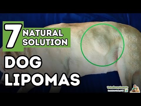 Dog Fatty Tumors: How to Tell and Treat Lipomas At Home
