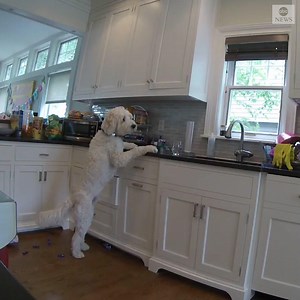 CAUGHT RED-HANDED: A family in New York set up a hidden camera to keep an eye on their 5-year-old, who they thought was stealing cookies. To their surprise, it was Max the goldendoodle who was the culprit. https://abcn.ws/2XnqWiR | ABC News