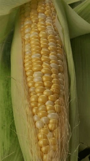 clip-4192053713-zoom-one-ripe-sweet-corn-on-cob