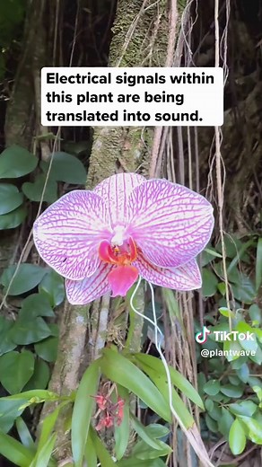 Orchid Music: Nature's Melodic Symphony from Hawaiʻi