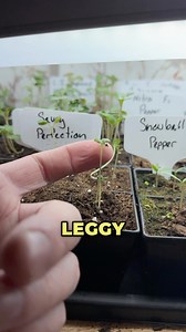 2.5K views · 41 reactions | Don’t Grow Leggy Seedlings! Humidity...