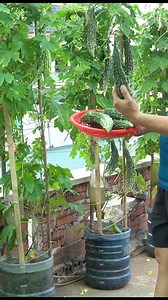 How to Grow Bitter Melon in a Bottle DIY at Home in the US and Europe | H&H Gardening Secrets