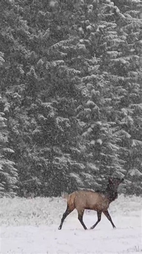 An elk prances in the falling snow. Glacier National Park #outdoors #snow #wildlife #animals #winterseason | Michael Hodges, Author