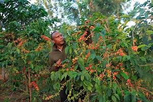 Understanding fertiliser usage on coffee bushes