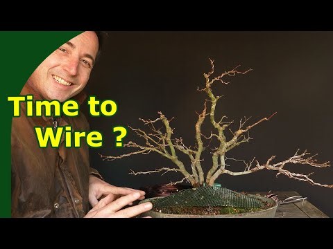 Wire Deciduous Bonsai in Fall?