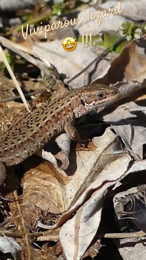 Viviparous lizard in forest in February / Lézard vivipare en forêt en février #wildlife #suisse