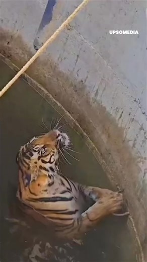 The tiger tells the rescuers “I’m exactly where I want to be” 🤣 | Meow Meow