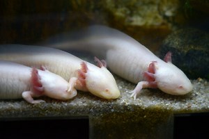 5 Stages In The Lifecycle Of An Axolotl