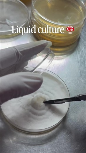 Liquid culture #Foryou #Scientist #MolecularBiology #Molecularbiologist #foryou