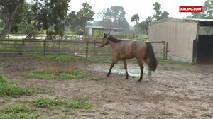 “I liken him to someone like Luke Hodge in his last couple of seasons of AFL, he’s still as good as ever and you just have to manage them well." The conditions at Caulfield on Saturday should be perfect for the evergreen sprinter Jungle Edge to chase his 19th win. | Racing.com