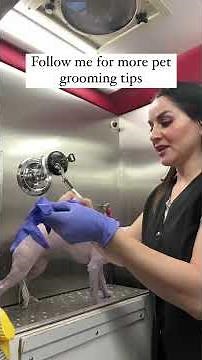 Expressing your dogs anal glands