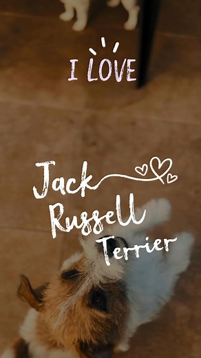 I Love Jack Russell Terrier #jackrussell #jackrussellms #jackrussellterrier #dogs #perros | Jack Russell MS