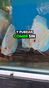 Nos llegaron discos blue diamond 😍 #discus #fish #aquarium | Ralfish Acuarismo