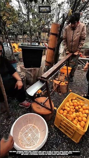 Extracting Fresh Citrus Juice Outdoors Using Work Tool Manual Fruit Press #tool #worktool