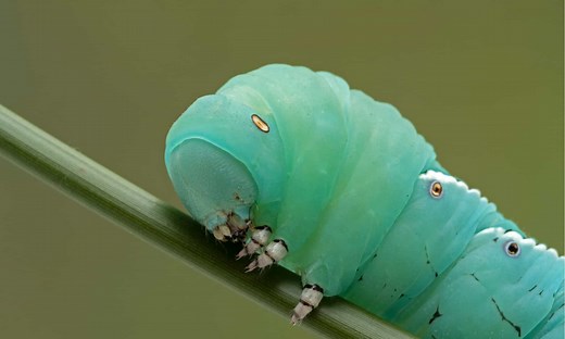 Hawk Moth Caterpillar