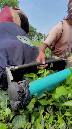 tea cutting machine | tea leaf harvasting machine #farming #cuttingmachine #agriculture #shortvideo