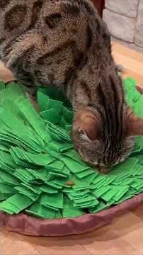 How a Snuffle Mat Helps Relieve Stress for Cats (and Dogs Too)