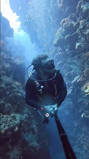 Scuba Diving Roatan: Best Dive Sites, Where to Stay & More
