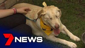 305K views · 3.3K reactions | Dumpling, the blind Labrador looking for a new home, has been adopted by a South East Queensland family. 63 applications were placed to take in Dumpling, after the golden oldie became an overnight sensation. Report on 7NEWS at 6pm. www.7NEWS.com.au #7NEWS | 7NEWS Brisbane | Facebook