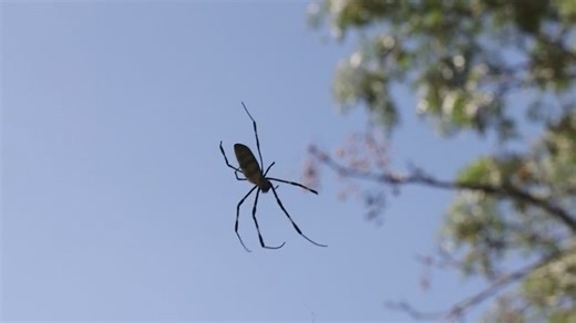 Joro spiders spreading across Georgia, U.S.