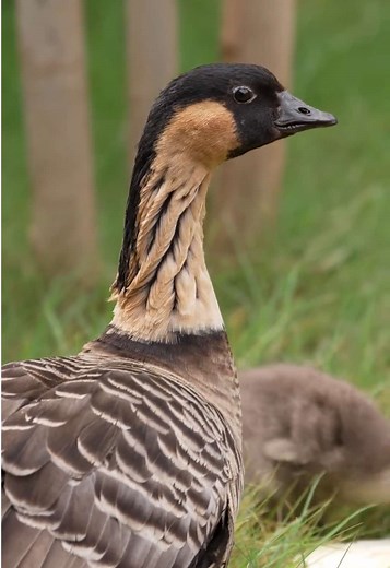 Not your average silly goose 🪿 The Hawaiian goose, or nēnē, holds a special place in San Diego Zoo Wildlife Alliance history. Since 1976, the Safari Park has been helping their populations thrive and reintroducing this incredible species to the Hawaiian Islands. As Hawaiʻi's official state bird, the nēnē is a symbol of resilience and recovery. Once down to just 30 individuals in native habitats, they've made a remarkable comeback through dedicated conservation efforts. These goslings will soon