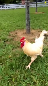 2.4M views · 65K reactions | 3 surprising facts about chickens.  | Sentient | Facebook