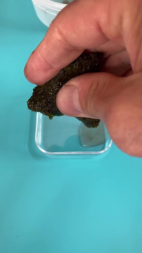 Exploring Tardigrades and Moss Under the Microscope