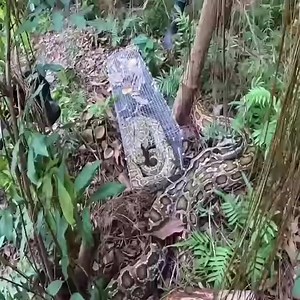 Pitbull vs Python | Wildlife War