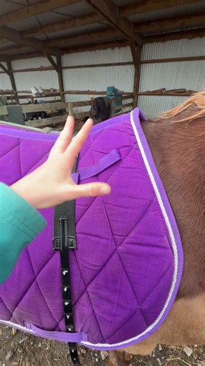 Why do I ride bareback? #horse #equestrianjourney #equestrian #horserider #horseriding #riding
