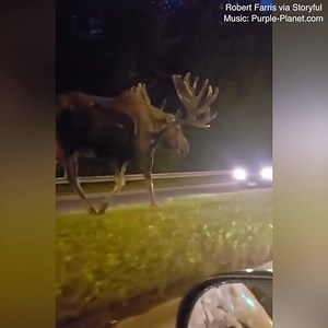 Wildlife doesn’t get any wilder than in Alaska! 😲 | Daily Mail Animals