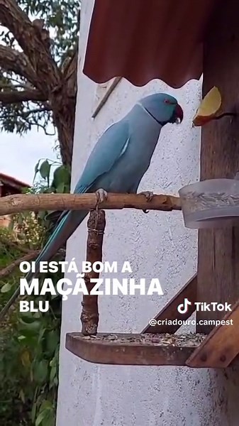 Ring Neck azul #ringneck #blue #parrot #babirds #filhote