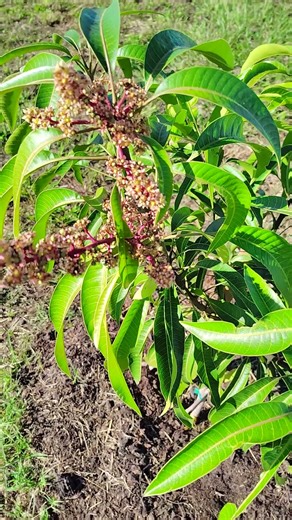 My first blooming Mango tree