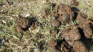 Horse Shit, The Poop Was Great