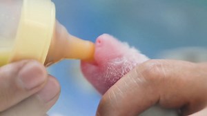 First-time panda mom gives birth to twins in Hong Kong theme park