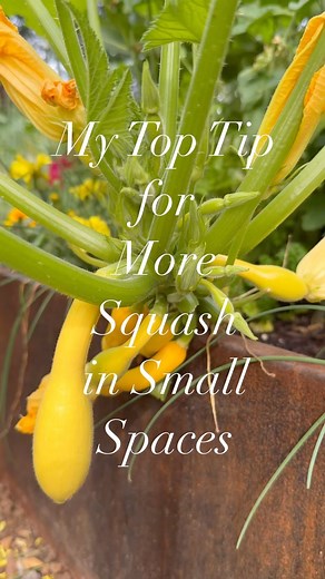 Have you tried this!? 😮 Everyone had a fit when I added squash to these raised beds-“there’s not enough room!!!” They said 🤨 But maybe they didn’t know you could prune like this-that squash plants can just hang off the side of the raised bed like this-and you can fit them right alongside a lot of your other plants. Each week I carefully prune the lower stems on these squash plants and the flowers and the squash keep coming-even in this small Corten steel bed that’s also growing tomatoes, peppe